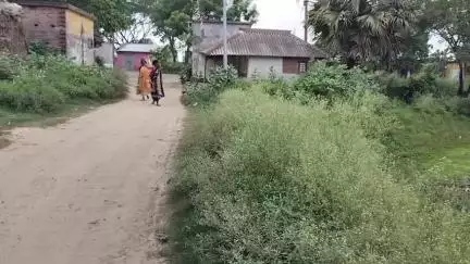 মঙ্গলকোট: রাস্তার দুধারে কিংবা মঙ্গলকোটের বসতি এলাকায় গজিয়ে উঠেছে বিষাক্ত পার্থেনিয়াম গাছ, সমস্যায় এলাকাবাসী #jansamasya