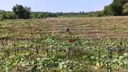 বিশালগড়: বালুয়াছড়িতে বন্যায় ক্ষতিগ্রস্ত কৃষক, সরকারি ক্ষতিপূরণের দাবি #jansamasya