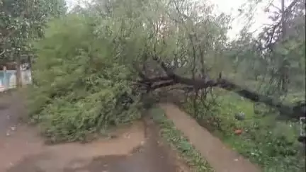सेनगाव: तालुक्यात जोरदार वादळी वाऱ्यासह पाऊस,अनेक ठिकाणी झाडे मोडली व घरावरील पत्रे उडाली