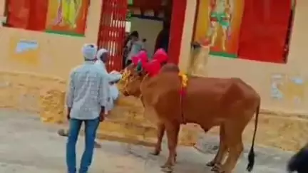 నారాయణ్​ఖేడ్: నారాయణఖేడ్ నియోజకవర్గం లో ఘనంగా ఏరువాక పౌర్ణమి నిర్వహించిన రైతులు