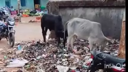 जनकपुर बस स्टैंड में स्वच्छता अभियान की खुली पोल, परिसर कचरे में तब्दील, गोवंश हो रहे बीमार