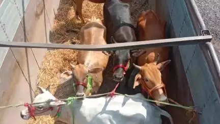 कोडरमा: कोडरमा में अवैध रूप से मवेशी तस्करी के मामले में पुलिस ने दो अभियुक्तों को किया गिरफ्तार