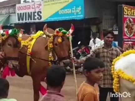 ಚಿಟಗುಪ್ಪ: ಕಾರ ಹುಣ್ಣಿಮೆ ಪಟ್ಟಣದಲ್ಲಿ ಅಲಂಕೃತ ಎತ್ತುಗಳ ಭವ್ಯ ಮೆರವಣಿಗೆ