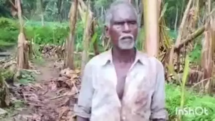 കോഴഞ്ചേരി: കാറ്റെടുത്തത് ഓണക്കാല പ്രതീക്ഷ, കൃഷി വകുപ്പിൽ നിന്ന് നഷ്ടപരിഹാരവും ലഭിക്കുന്നില്ല #localissue