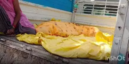 झाबुआ: कल्याणपुरा में घर के आंगन में झाड़ू लगा रही महिला की सर्पदंश से हुई मौत