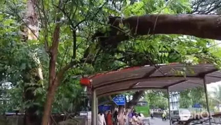 ಶಿವಮೊಗ್ಗ: ನಗರದಲ್ಲಿ ಮಳೆ-ಗಾಳಿ ಅಬ್ಬರಕ್ಕೆ ಧರೆಗುರುಳಿದ ಮರ