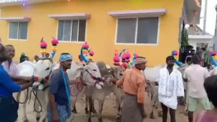 ಮೊಳಕಾಲ್ಮುರು: ಪಟ್ಟಣದ ಪಿಟಿಹಟ್ಟಿ, ವೆಂಕಟಾಪುರ,ಕಣ್ಣಕುಪ್ಪೆ ಸೇರಿದಂತೆ ಹಲವೆಡೆ ಕಾರ ಹುಣ್ಣಿಮೆಯ ಪ್ರಯುಕ್ತ ಎತ್ತುಗಳನ್ನು ಓಡಿಸಿ ಸಂಭ್ರಮಿಸಿದ ರೈತರು