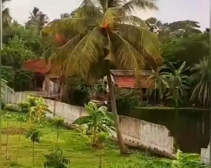 ভাঙড় ১: ভাঙ্গড়ের বোদরা এলাকায় বজ্রপাতের কারণে নারকেল গাছে আগুন, আতঙ্কে স্থানীয় বাসিন্দারা