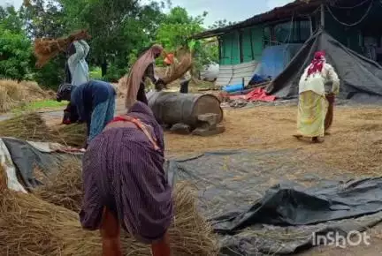 रोहा: पावसावर हवाला ठेऊन सुरू करण्यात आली रोहा तालुक्यात भात झोडणीची कामे