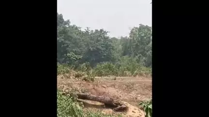 कुरई: पिंडरईबुट्टे गांव में दिन दहाड़े बाघ ने मवेशी का किया शिकार, वीडियो आया सामने
