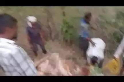 रामटेक: भोंदेवाडा बीट मध्ये वाघाच्या हल्ल्यात एक गाय गंभीर जखमी; परिसरात दहशत