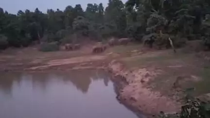 विष्णुगढ़: गोधिया, दूधमटिया और खैरा में हाथियों ने मचाया उत्पात, फसलों को रौंदा और चहारदीवारी की क्षतिग्रस्त