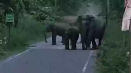 কুমারগ্রাম: কার্তিকার জঙ্গল সংলগ্ন এলাকায় রাজ্য সড়কে উঠে পড়ল হাতির দল, বন্ধ রইল যানবাহন চলাচল