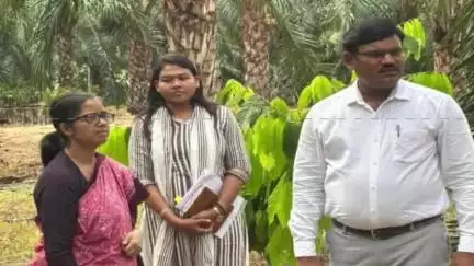 महासमुंद: कृषि उत्पादन आयुक्त श्रीमती शहला निगार ने बागबाहरा में आयल पॉम प्रक्षेत्रों का किया निरीक्षण