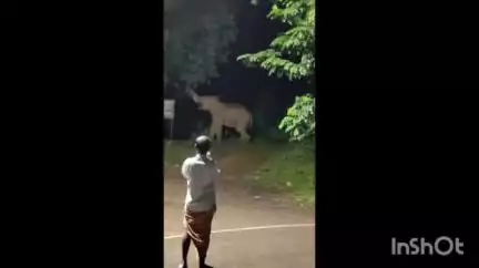 കോതമംഗലം: കാട്ടാനപ്പേടിയിൽ നാട്, കോട്ടപ്പടി പഞ്ചായത്തിലെ വാവേലിയിൽ നടുറോഡിൽ കാട്ടാന ഇറങ്ങി