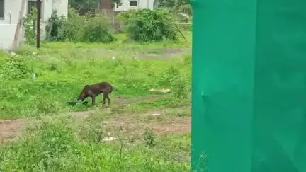 दिंडोरी: वनी मधील भटके व मोकाट कुत्र्यांचा बंदोबस्त करण्याची मागणी #Jansamasya