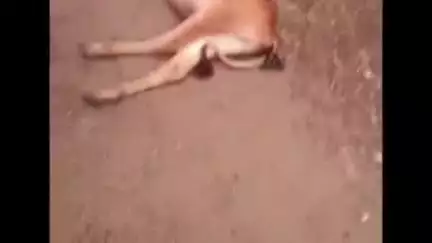 सोहागपुर: जमुआ में अज्ञात वाहन की टक्कर से गाय घायल, अटल कामधेनु के गौ सेवकों ने उपचार कर गौशाला में किया शिफ्ट