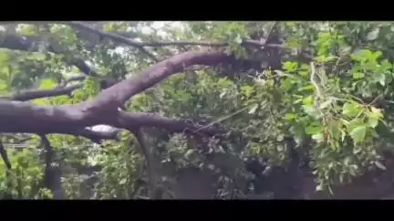 బెల్లంపల్లి: పట్టణంలో భారీ గాలులతో కురిసిన వర్షానికి విరిగిపడిన చెట్లు, విద్యుత్ స్తంభాలు