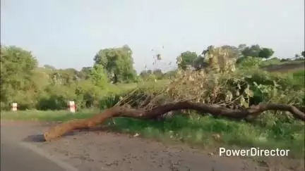 उमरेठ: कोठार खजरीअंतु मार्ग पर बिजली के खंभे पर गिरा पेड़, सड़क पर खतरनाक तार