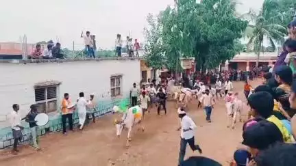 ಹುಣಸಗಿ: ಬಲಶೆಟ್ಟಿಹಾಳ ಗ್ರಾಮದಲ್ಲಿ ಕಾರ ಹುಣ್ಣಿಮೆ ಹಬ್ಬದ ನಿಮಿತ್ತ ಎತ್ತುಗಳ ಭವ್ಯ ಮೆರವಣಿಗೆ