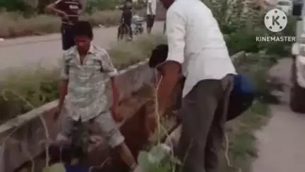 आगर: नई हाउसिंग बोर्ड कॉलोनी में नाले में गिरी गाय, नगर पालिका कर्मियों ने किया बचाव अभियान