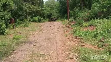 शिकारीपाड़ा: शिकारीपाड़ा के कादाडीह के ग्रामीणों को अब तक पक्की सड़क नसीब नहीं हुई