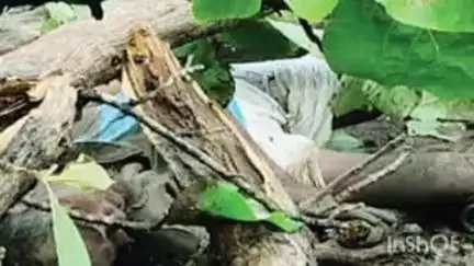 घाटंजी: वृक्ष अंगावर कोसळल्याने शेतकरी ठार, जांब गावाजवळची घटना