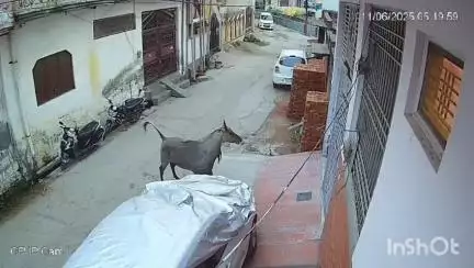 नगीना: मोहल्ला अंबेडकर नगर में घुसी नीलगाय ने मचाया उत्पात व कई गाड़ियों में की तोड़फोड़, घटना सीसीटीवी में कैद