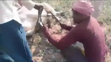 सिंगरौली: खुटार पंचायत में अवैध वसूली का गोरखधंधा, पशु व्यापारियों की जेब पर डाका, निगम की पर्ची का वीडियो वायरल