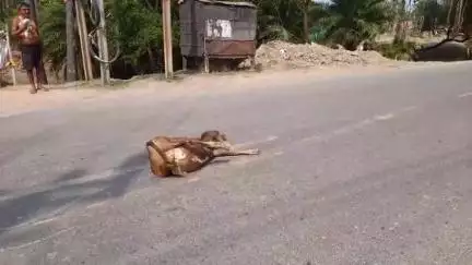 चेवाड़ा: चेवाड़ा थाना के पास चार पहिया वाहन ने मवेशी के बछड़े को मारी टक्कर, मवेशी घायल