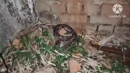 करतला: कनकी गांव में मिला दुर्लभ रसेल वाइपर सांप, सर्प मित्रों ने किया सुरक्षित रेस्क्यू
