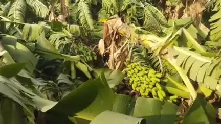 बसमत: कल सायंकाळी कुरुंदा परिसरा सह अनेक गावात वादळी वाऱ्यामुळे केळी पिकांचे अतोनात नुकसान शेतकरी हादबल