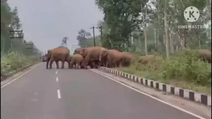 বাঁকুড়া ১: বাঁকুড়া জেলার কোন জঙ্গলে কতগুলি হাতি রয়েছে তা নিয়ে আজ আমাদেরকে বিস্তারিত জানালো বাঁকুড়ার উত্তর বনবিভাগ