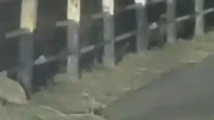 चंदेरी: किला कोठी मार्ग पर देर रात तेंदुआ देखा गया, अधिकारियों की लापरवाही से हो सकता है बड़ा हादसा