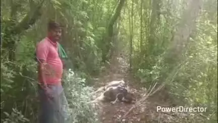 ಗುಂಡ್ಲುಪೇಟೆ: ಪಡಗೂರಲ್ಲಿ ಕರು ಎಳೆದೊಯ್ದ ತಿಂದು ಹಾಕಿದ ಚಿರತೆ