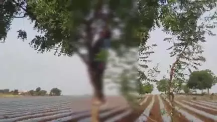 बड़वानी: बड़वानी: नागलवाड़ी थाना क्षेत्र में पेड़ पर लटका मिला युवक का शव, फैली सनसनी