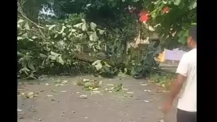 ফাঁসিদেওয়া: ঝড় বৃষ্টির কারণে ফাঁসিদেওয়ায় রাস্তার উপর ভেঙে পড়েছে একটি বিশালাকার গাছ,বিদ্যুৎ বিচ্ছিন্ন গোটা এলাকা #jansamasya