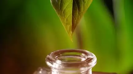 पर्यावरण संरक्षण के प्रति पतंजलि की प्रतिबद्धता उत्पाद नवाचार को कैसे दे रही है एक नई दिशा?