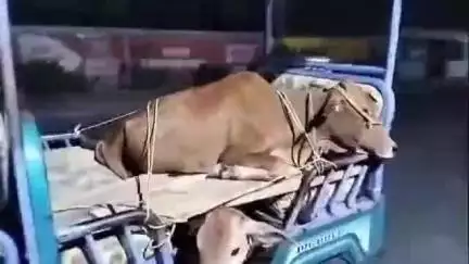 মাথাভাঙা ২: নলঙ্গিবাড়ি এলাকায় একটি টোটো সমেত দুটি গরু সহ একজনকে আটক করল নিশিগঞ্জ ফাঁড়ির পুলিশ