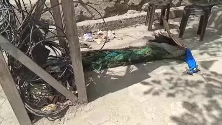 बड़गांव: अशोक नगर में बिजली के खंभे से करंट लगने से मोर की हुई मौत, बिजली विभाग पर लापरवाही का आरोप