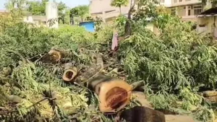 শিৱসাগৰ: জয়সাগৰস্থিত শিৱসাগৰ অসামৰিক চিকিৎসালয় চৌহদত গছ কাটি তহিলং কৰিছে ঠিকাদাৰে, অসমীয়া যুৱ মঞ্চৰ এজাহাৰ দাখিল