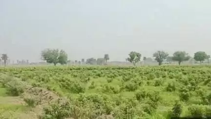 जलेसर: गांव मकसूदपुर में खेत में खड़ी गुलाब की फसल में राजस्व विभाग की टीम के साथ मिलकर नामजद लोगों ने डाला मेड (बंधा)