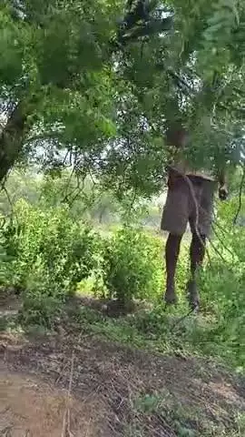 gram aurda ke ek ladaka ne fasi laga kar atm hatya kar li