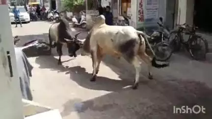 વિસનગર: માયા બજાર વિસ્તારમાં આખલા યુદ્ધ જામ્યું, આખલા યુદ્ધથી નાસભાગ મચી