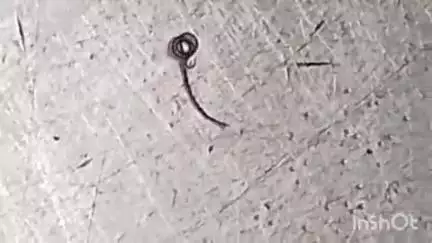 बेहट: संतनगर में पानी की टंकी से सांप निकलने से लोगों में दहशत, अधिशासी अधिकारी से की गई शिकायत
