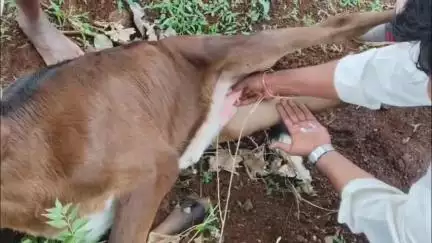 ಭಾಲ್ಕಿ: ಮಾವಿನಹಳ್ಳಿ ಗ್ರಾಮದಲ್ಲಿ ಜನಸಿದ ಕೇವಲ 25 ದಿನದಲ್ಲೆ‌ ಹಾಲು ಕರೆಯುತ್ತಿರುವ ಆಕಳು‌ ಕರು