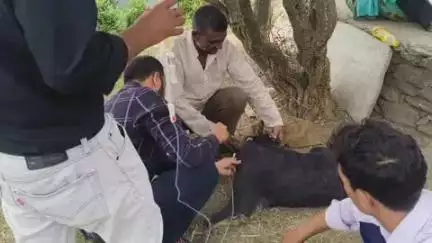 चम्पावत: लफड़ा में निमोनिया से हुई बकरियों की मौत, पशुपालन विभाग की टीम ने किया निरीक्षण