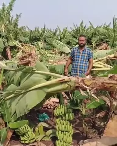 खरगौन: खरगोन जिले में नर्मदा पट्टी के केला उत्पादक क्षेत्र में आंधी से 500 एकड़ फसल को नुकसान