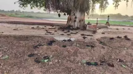 तालबेहट: सेरबांस कला में सैकड़ों चमगादड़ों की मौत, वन विभाग की टीम ने बचाव के लिए किया छिड़काव, संक्रमण को लेकर गांव में दहशत