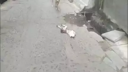 मोठ: चिरगाँव में मंदिर के समीप मिला गाय के बच्चे का आधा कटा शव, वीडियो सोशल मीडिया पर हुआ वायरल